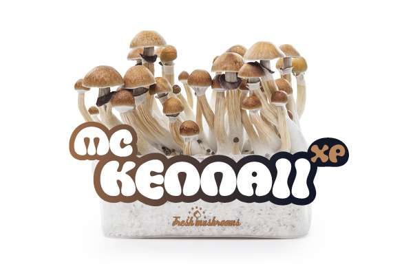 100% MYCELIUM McKennai - FreshMushrooms growkit 1200cc
